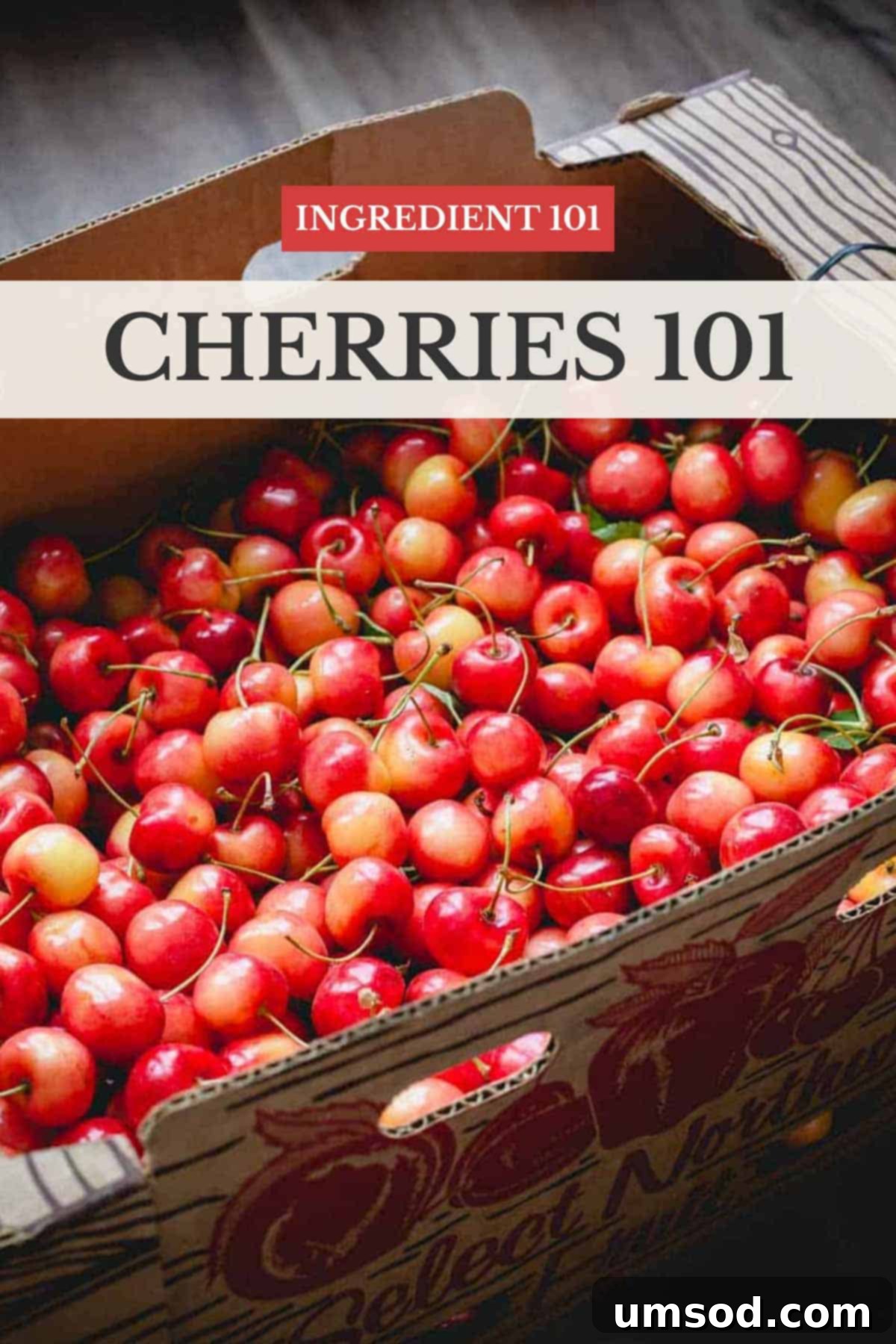 Cherry Essentials 1 featured 41130