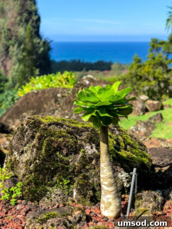 Toddler Friendly Kauai Exploring the Garden Isle 29 Path winding through the dense foliage of Limahuli Garden