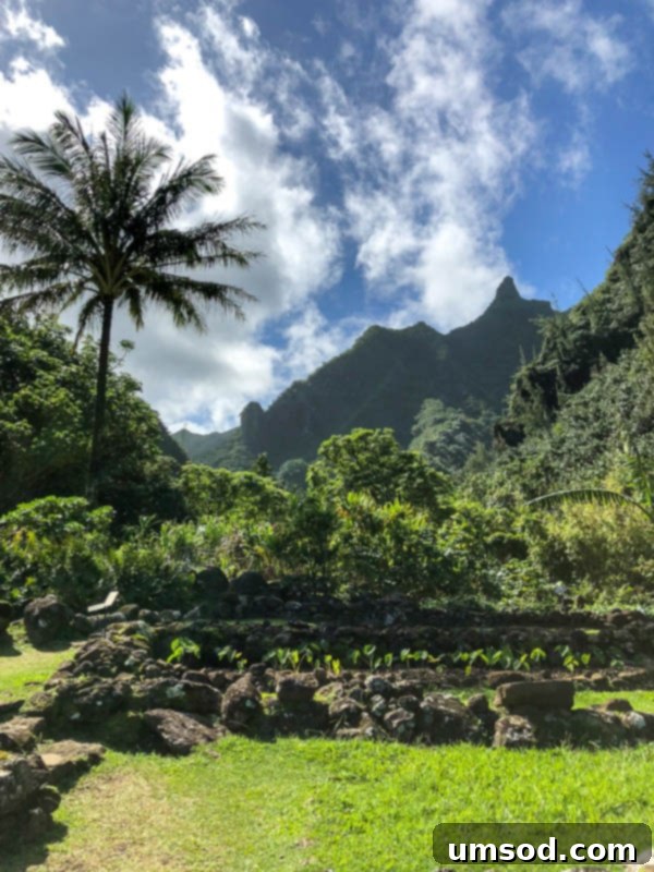 Toddler Friendly Kauai Exploring the Garden Isle 30 Tropical plant with large, distinctive leaves in Limahuli Garden