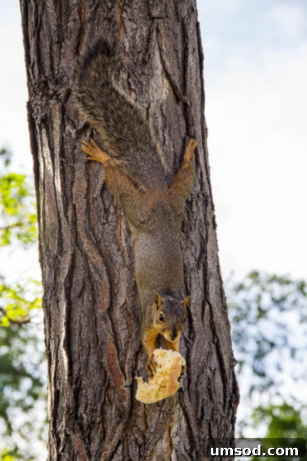 Summer Adventures Japan Mongolia Minnesota Montana Wyoming And Beyond 15 Squirrel ~Sweet and Savory by Shinee - Wildlife Encounter
