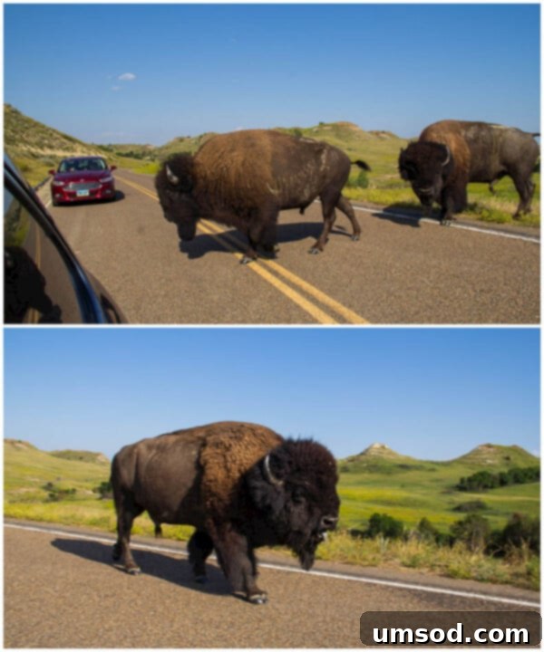 Summer Adventures Japan Mongolia Minnesota Montana Wyoming And Beyond 9 Buffalos ~Sweet and Savory by Shinee - Theodore Roosevelt National Park