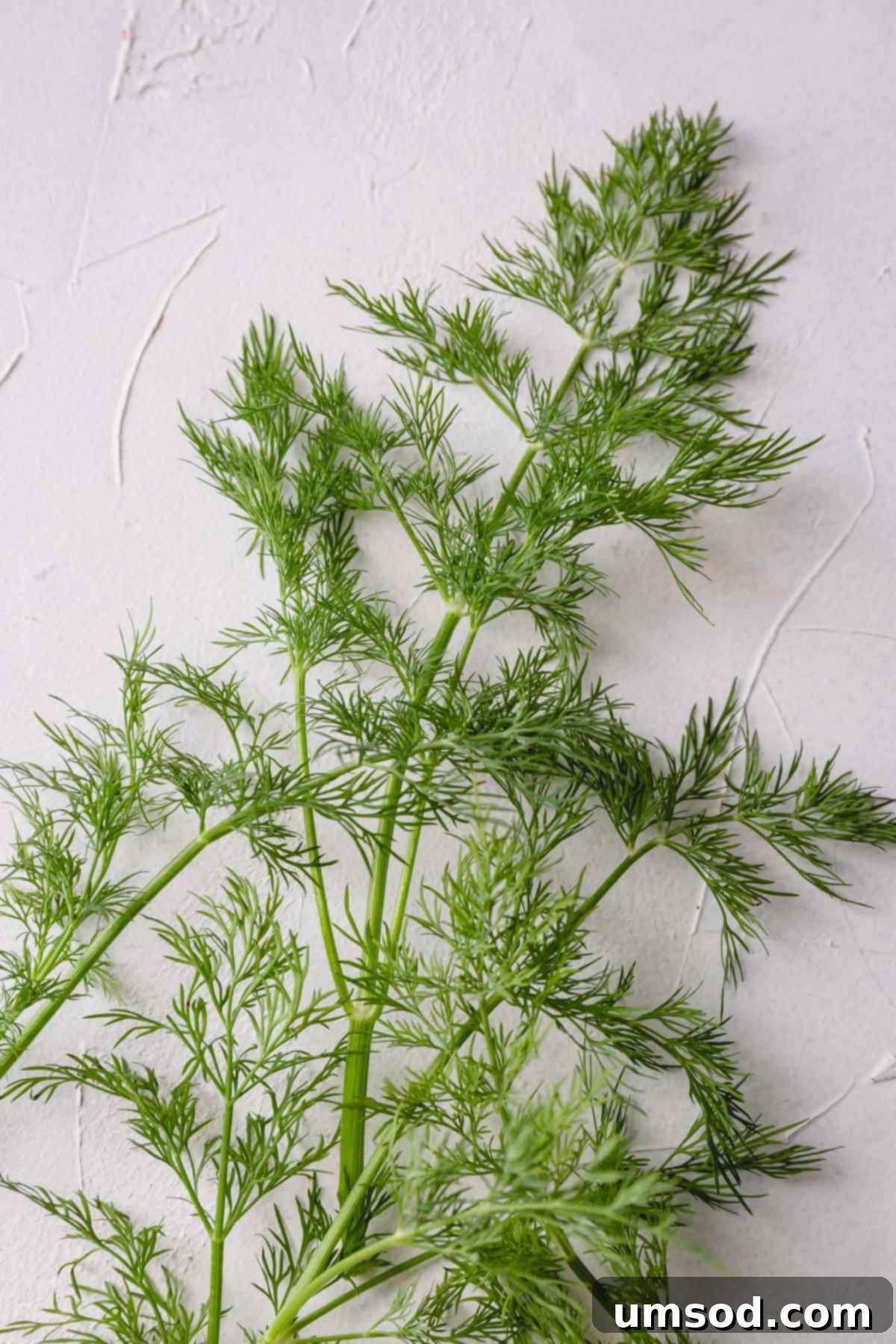 Fresh dill spread out on a white surface, ready for culinary use.