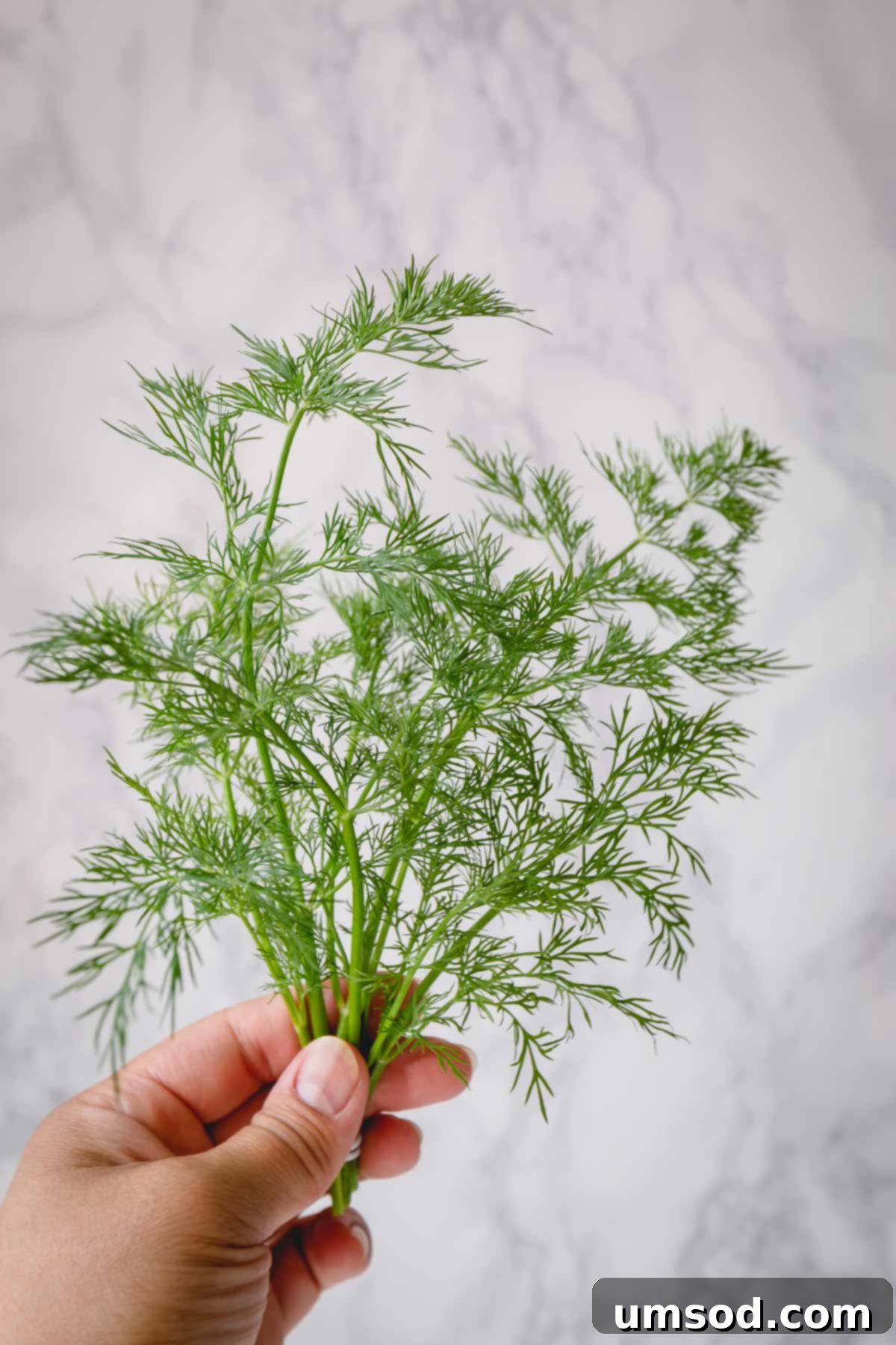 A bunch of fresh dill held in one hand, showcasing its vibrant green color.