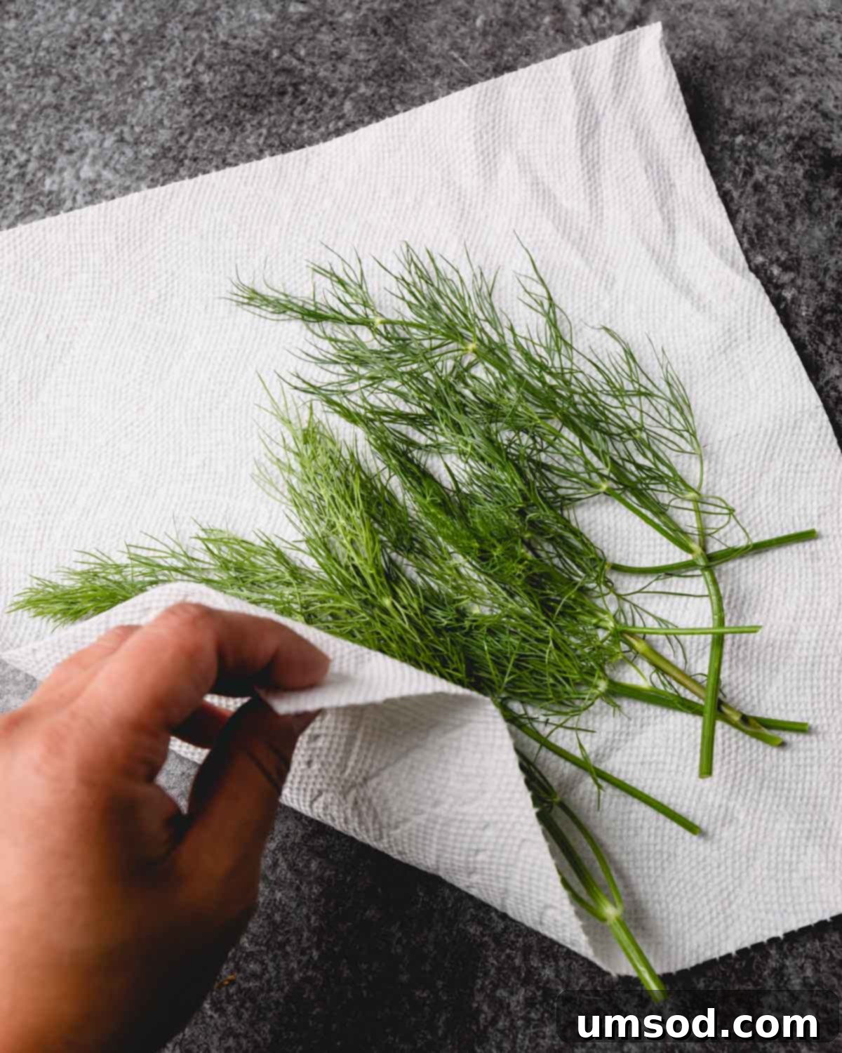 Fresh dill on a sheet of paper towel, indicating preparation for storage or use.