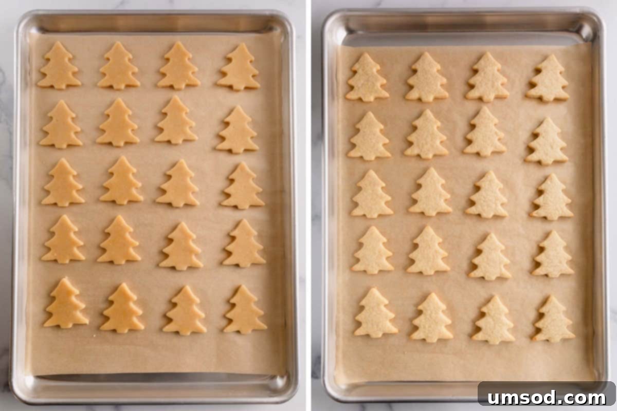 Two baking sheets displaying both baked and unbaked Christmas sugar cookies in the shape of Christmas trees, ready for the oven and cooling.