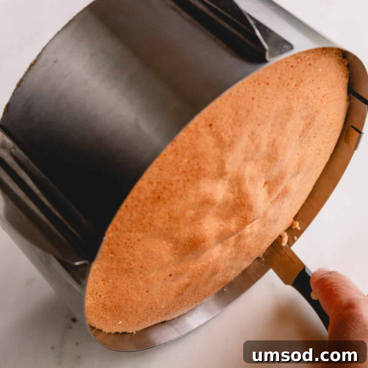 Luscious Raspberry Layer Cake 6 A freshly baked sponge cake cooling in its springform pan, with a paring knife inserted to loosen the edges, preparing for removal.