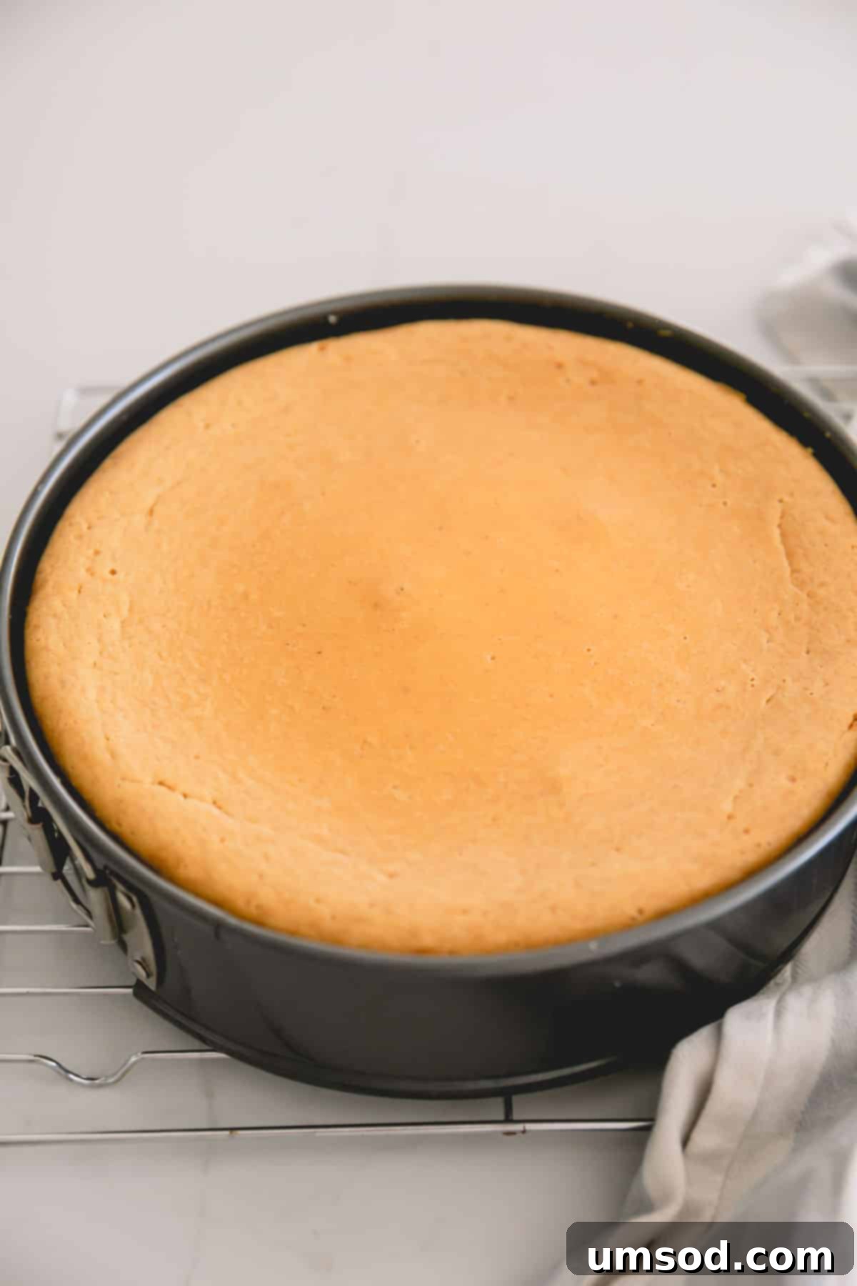 A perfectly baked maple pumpkin cheesecake in a springform pan.