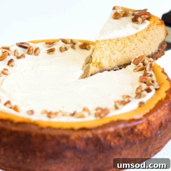 Autumn Maple Pumpkin Cheesecake 5 An artfully presented slice of maple pumpkin cheesecake, carefully lifted to showcase its height, creamy texture, and the elegant whipped cream topping.