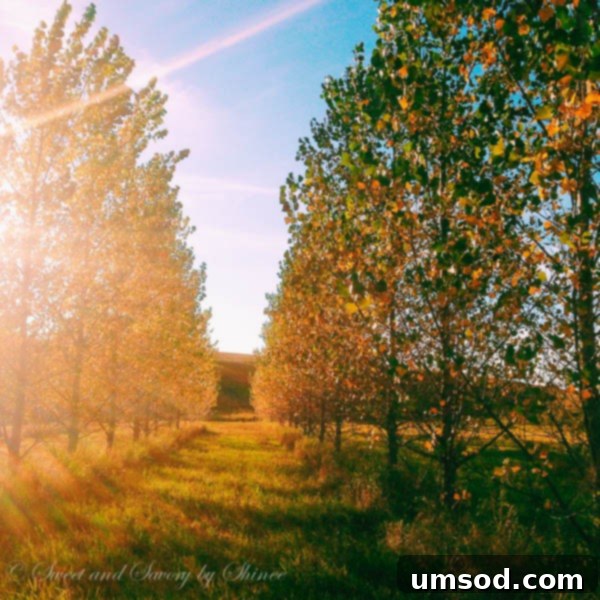 Ranch Ramblings 2 Ranch at golden hour, bathed in warm autumn light, showcasing the vast North Dakota landscape.