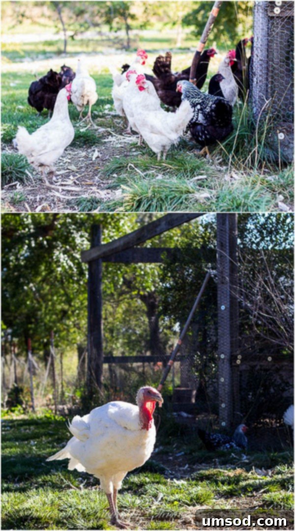 Ranch Ramblings 11 A vibrant flock of chickens and turkeys on the ranch, providing fresh eggs and poultry for the family.