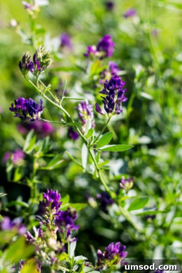 Ranch Ramblings 3 A vibrant field of alfalfa flowers, essential for ranch livestock, under the North Dakota sky.