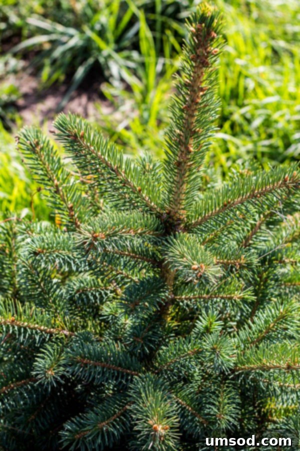 Ranch Ramblings 4 Evergreen trees planted years ago on the ranch, thriving and providing natural beauty and shelter.