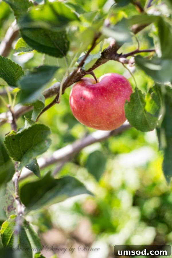 Ranch Ramblings 5 A young apple tree on the ranch, symbolizing homegrown produce and future baking projects.