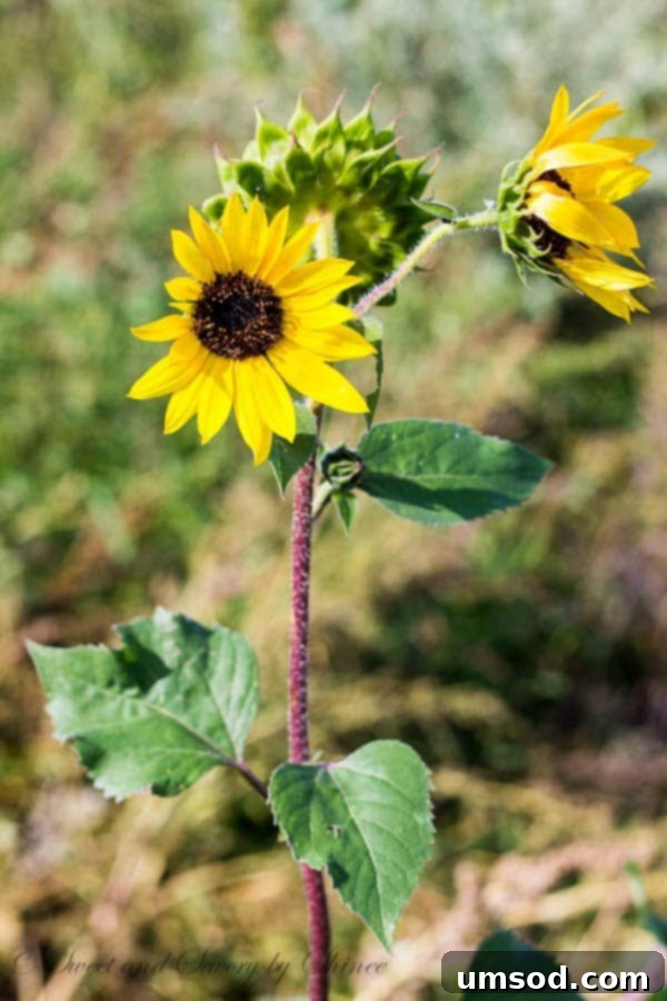 Ranch Ramblings 6 A field of sunflowers, planted by Garrat, symbolizing love and the beauty of North Dakota.