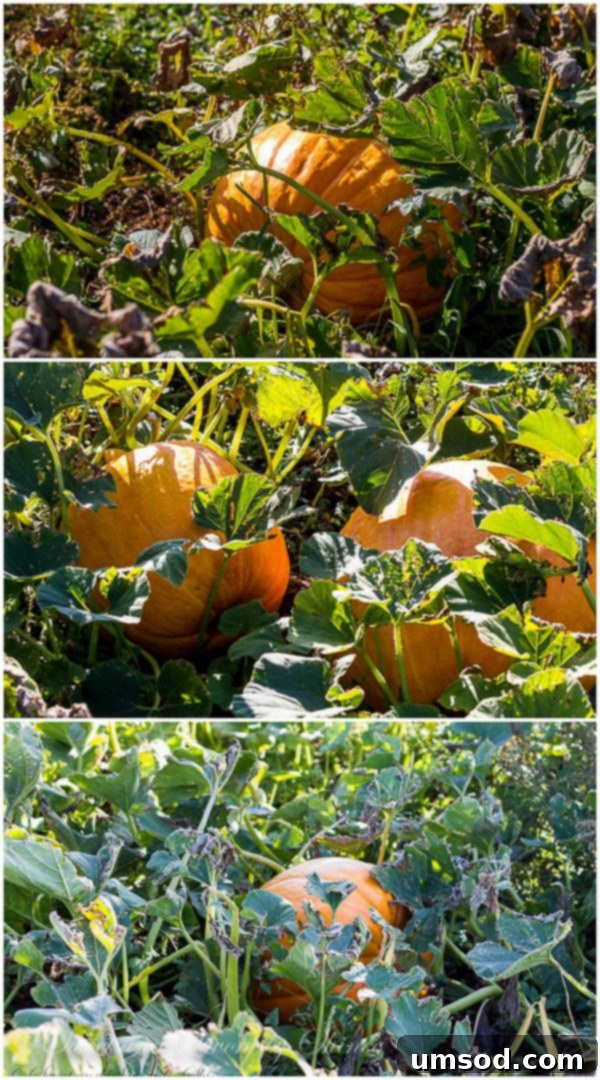 Ranch Ramblings 7 A sprawling pumpkin patch on the ranch with ginormous pumpkins, a testament to Garrat's green thumb.