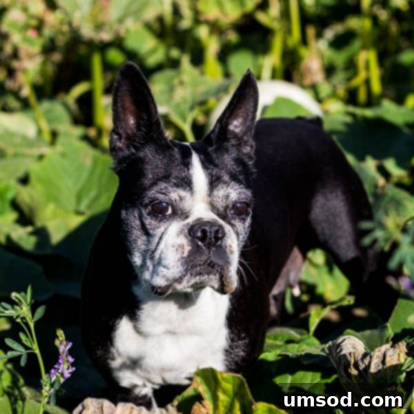 Ranch Ramblings 8 Harriet, a sweet and smart Boston Terrier, enjoying her afternoon walk on the ranch.