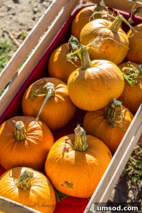 Ranch Ramblings 9 A collection of sugar pumpkins on the ranch, perfect for autumn baking and delicious recipes.