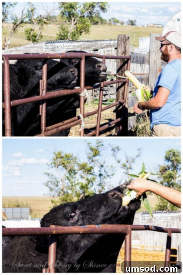 Ranch Ramblings 10 Garrat feeding corn on the cob to his cattle, showcasing a tender bond and sustainable farm practices.