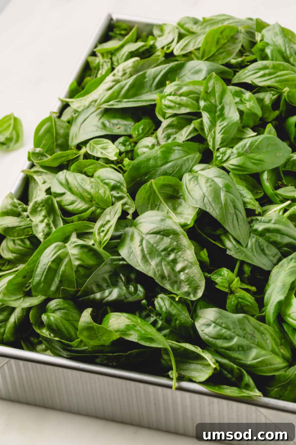 Big Batch Basil Pesto Recipe 5 Fresh basil leaves neatly arranged in a metal container, ready for freezing.