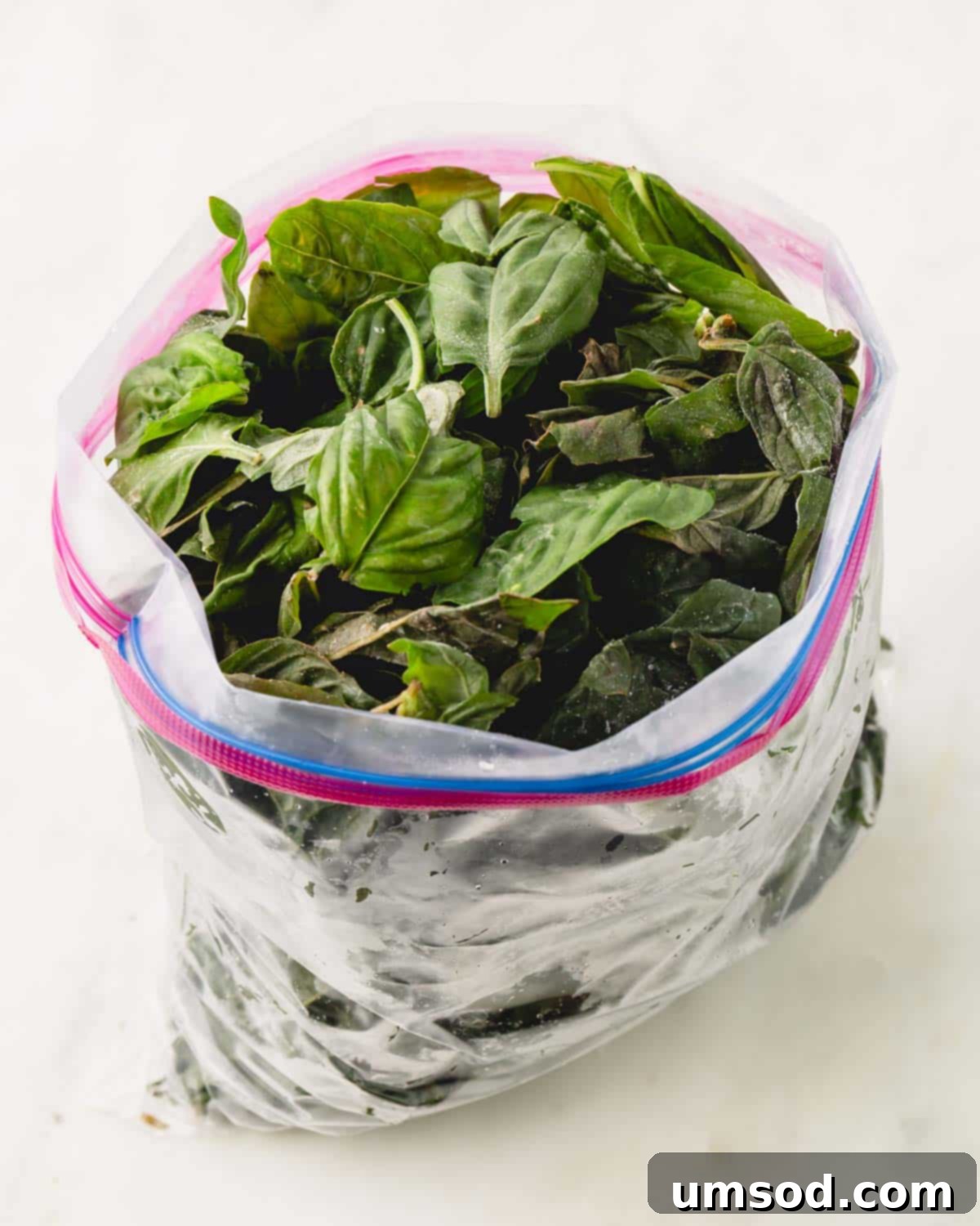 Big Batch Basil Pesto Recipe 6 A resealable bag filled with frozen basil leaves, indicating preparation for a large batch of pesto.